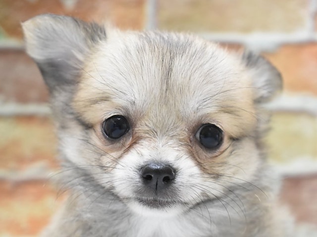 静岡県のハーフ犬 (ペッツワン沼津店/2024年4月1日生まれ/男の子/オレンジ)の子犬